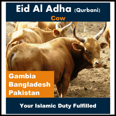 Eid Al Adha - Cow
